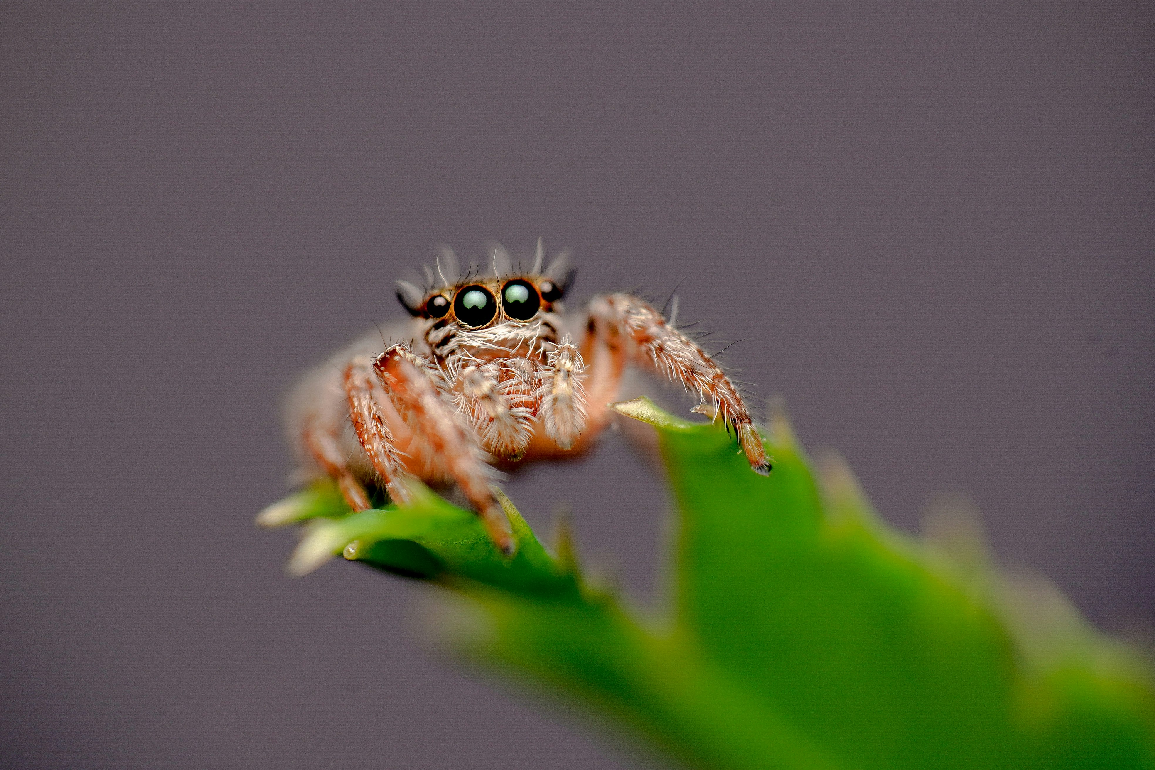 brown spider on green leaf